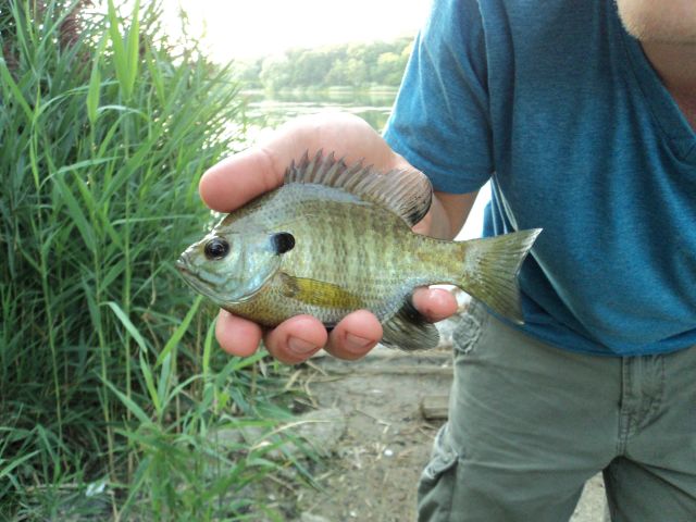 Bluegill