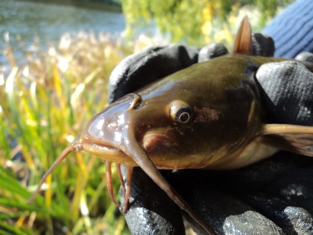 Brown bullhead