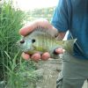 Bluegill