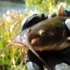 Brown bullhead