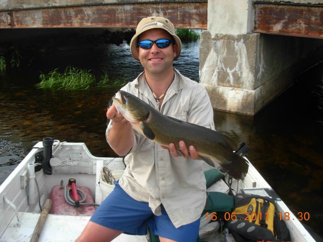 Bowfin