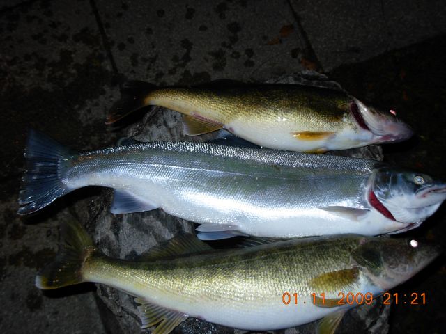 Walleye and Rainbow