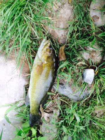 grass bass