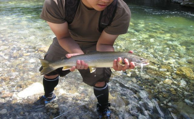 Bulltrout