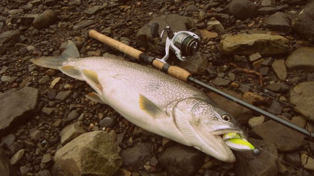 Lake trout