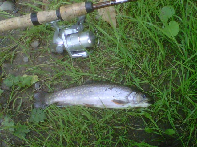 IMG 20130808 00026 Woodstock NB brookie