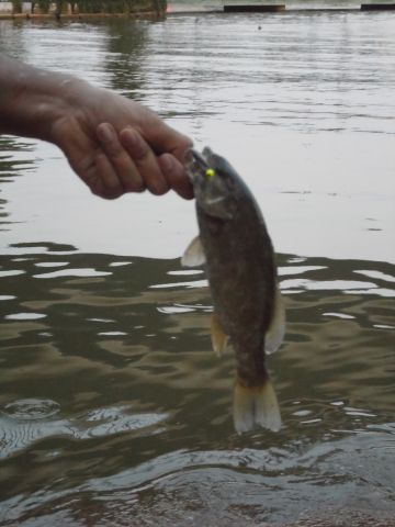 Credit river smallmouth bass