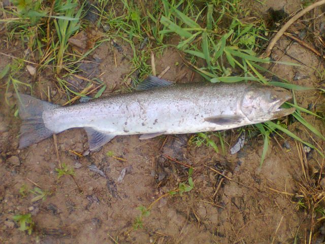 steelhead