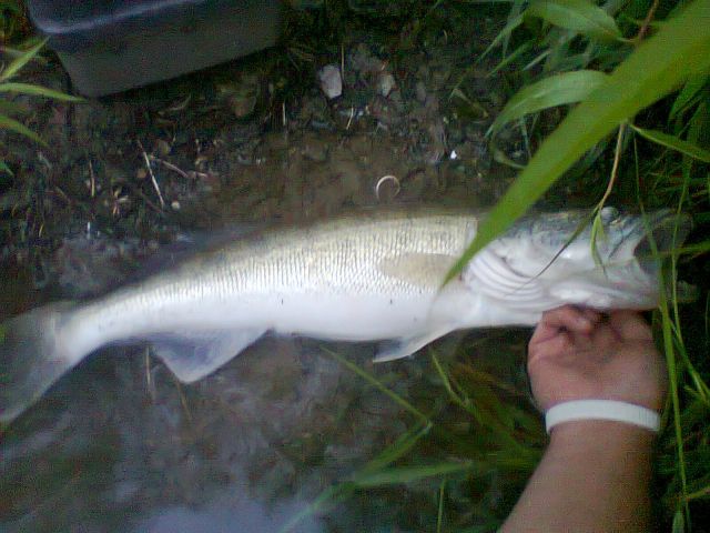 walleye