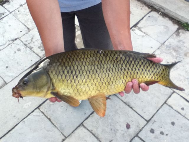 Carp